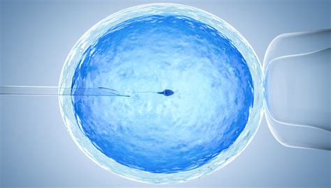 How Is Donor Sperm Used For Insemination Seattle Sperm Bank