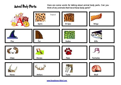You have to match the parts of the body with animals. Animal Body Parts Intro | LELA