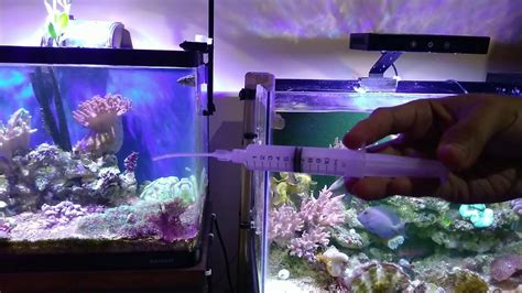 Selain bisa menjadikan interior semakin menarik juga bisa menjadi saranan rekreasi indoor. PERAWATAN AQUARIUM AIR LAUT HARIAN - YouTube