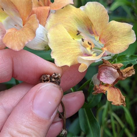 How To Properly Deadhead Antirrhinum Snapdragons Thearches