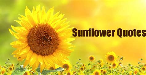 Sunflower Quotes Best Sunflower Sayings With Images