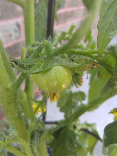 Our pick is (bonnie) husky cherry red hybrid tomato plant, the plant is full of big red cherry tomatoes and they taste so good. Husky cherry red tomatoes! Hybrid tomato very easy to grow ...