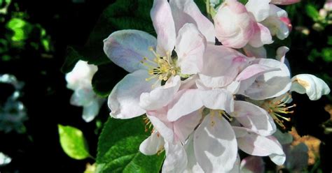 Apple Flower Malus Pumila