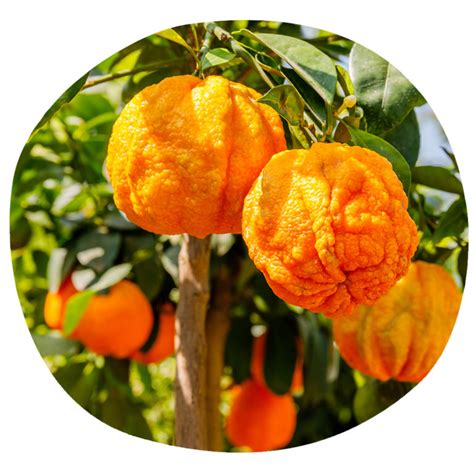 Oranger Amer Esprit Bio
