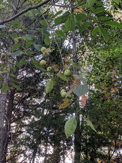 Anyone know anyone about when to harvest persimmons? I found a tree on my property and have no 