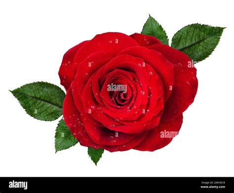 Red Rose Flower Rosette With Drops Of Water And Leaves Isolated On