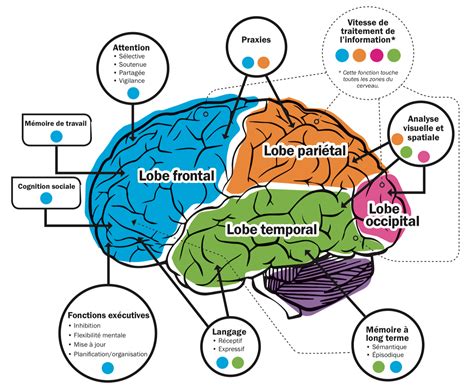 Les Processus Cognitifs Et Le Cerveau Psychoeducation Teacch