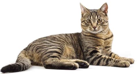 Tabby Cat Breed Information Images Characteristics Health