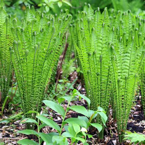 Buy Ostrich Fern Matteuccia Struthiopteris Delivery By Waitrose Garden