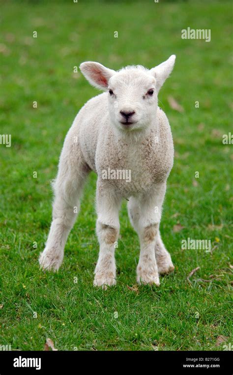 A Very Young Newborn Baby Lamb Standing In A Field Looking Very