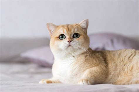 Golden British Shorthair Facts Pictures Origin And History Hepper