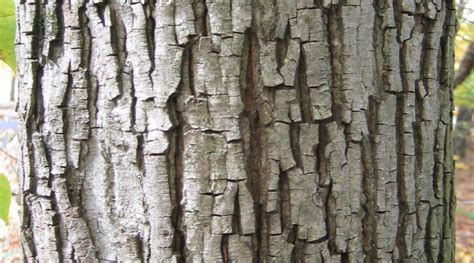 May 3 Bark Identifying Trees Of The Northeast Know Your Trees