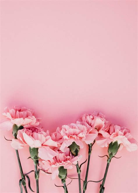 Carnation Flowers Petals Pink Hd Phone Wallpaper Peakpx