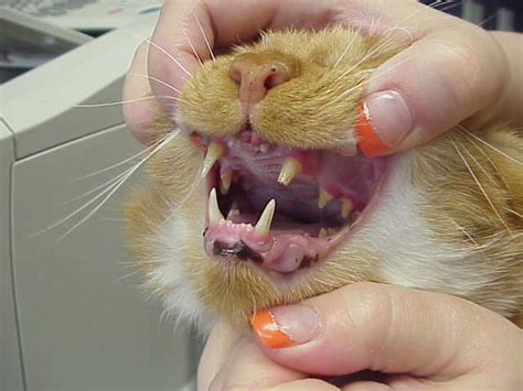 Tooth removal prevention in felines. Exclusively Cats Veterinary Hospital Blog: Client question ...