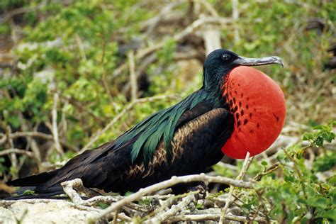 Wildlife Of Ecuador And The Galapagos Galapagos Islands Wildlife Holiday