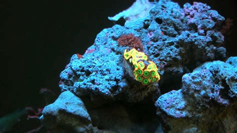 Coral Fluorescence In Reef Tank Youtube