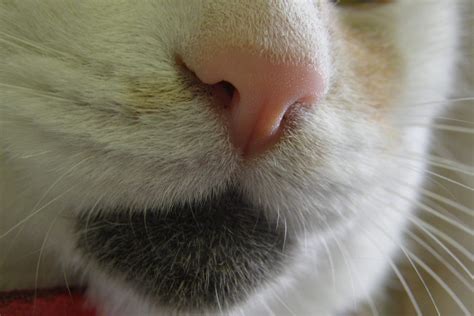 Cat Nose Alan Flickr