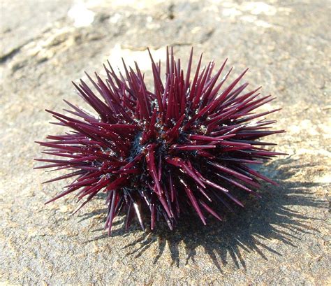 Uni Sea Urchin Can You Say Anandamide