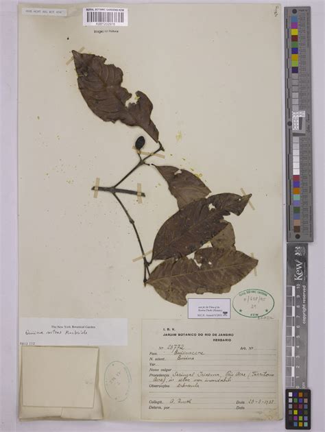 Quiina Florida Tul Plants Of The World Online Kew Science
