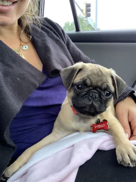 Properly educating yourself on care of your pug puppy is essential is raising a healthy and happy pup! Pug Puppies For Sale | Chicago, IL #311465 | Petzlover
