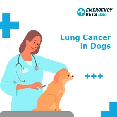 Early diagnosis and treatment give people the best… Lung Cancer in Dogs | Signs, Symptoms & When To Euthanize