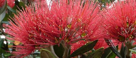Maybe you would like to learn more about one of these? First Light Flower Essences of New Zealand - Flowers ...