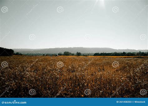 Aerial View Of Greenery Field Surrounded By Trees Stock Image Image