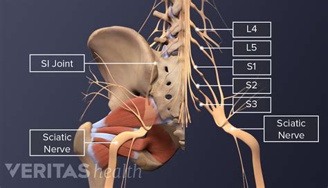 Médula Espinal Y Raíces Nerviosas Espinales Spine Health