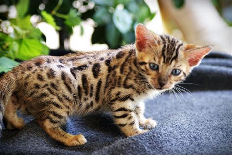 Bengal cats are known for their slim and athletic forms. Bengal Cats For Sale | Dallas, TX #253867 | Petzlover