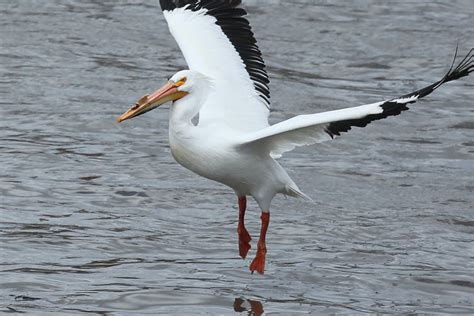 Flickriver Photoset Wildlife Along The Mississippi River By Jpatr