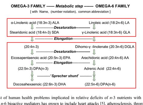 Competition Between N 6 And N 3 Forms Of Essential Fatty Acids Efa