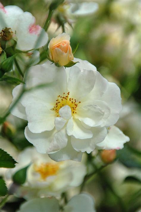 Rose White Button Nature Branch Roses Pikist