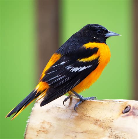 Our Top 5 Spring Migratory Birds at Tara, Vicksburg Birding