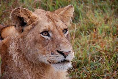 Kruger Park National Lion Safari Essay Paid
