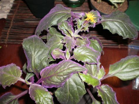 Photo Of The Leaves Of Purple Velvet Plant Gynura Aurantiaca Purple