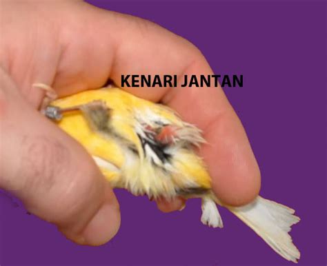 We did not find results for: Beda Kenari Jantan dan Betina ~ Breeding Kenari (Canary)