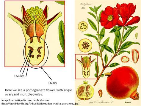 Flowers And Fruit How And Why Plants Produce Some Of Our Favorite Foods Discovery Express
