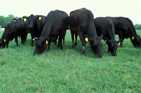 K4148 10 Angus Cattle Graze In A Pasture Usda Photo By Sc Flickr
