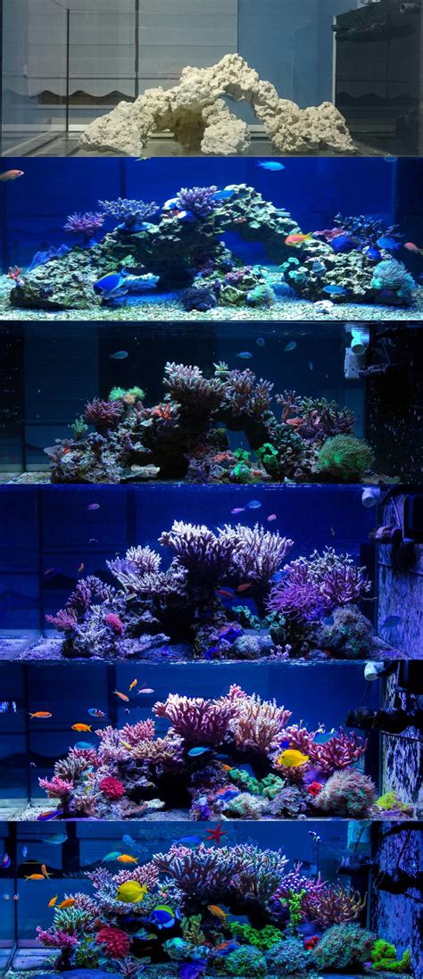 Progression Of A Reef Tank Aquarium Design Saltwater Aquarium Setup