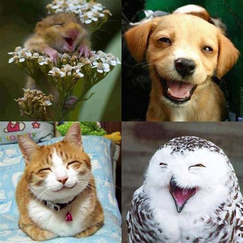 Happiness Smiling Animals Happy Animals Funny Animals Smiling Faces
