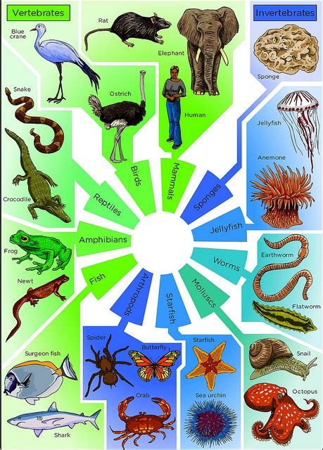 Difference Between Vertebrates And Invertebrates Definition
