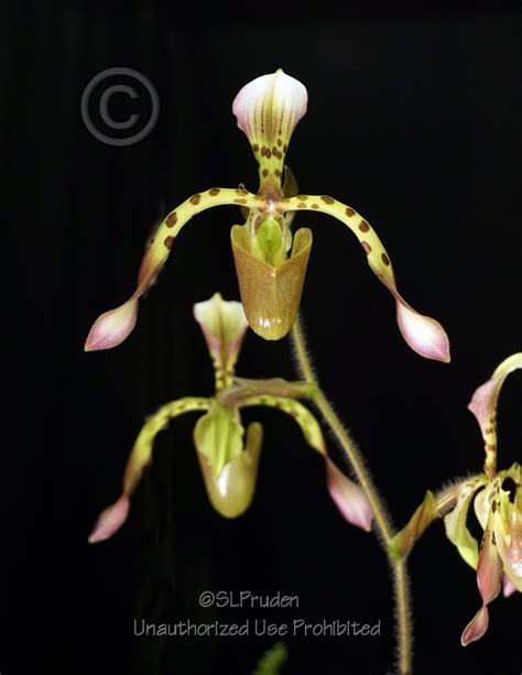 Plantfiles Pictures Species Orchid Haynald S Paphiopedilum Paphiopedilum Haynaldianum 1 By