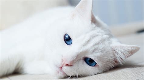 Hereditary deafness is a major concern in white cats, and even more so if one or both of the irises are blue in color. Things everyone gets wrong about cats
