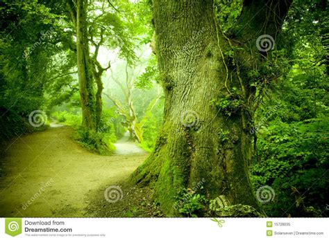 Forest Pathway Royalty Free Stock Photo Image 15728035