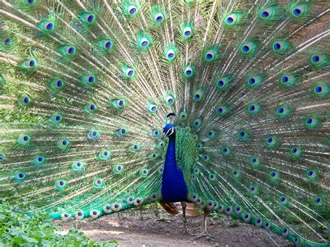 Peacock Most Beautiful Bird High Resolution Hd Wallpapers 1080p Free
