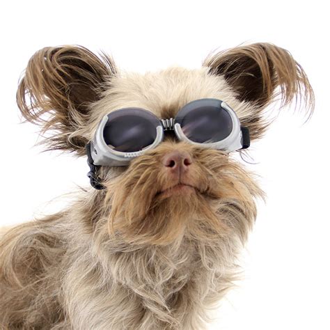 Update Your Pets Eye Protection With The New Doggles Dog Goggles