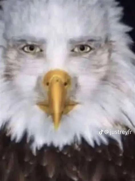 Staring Eagle Meme Staring Eagle Marvin Beak Know Your Meme
