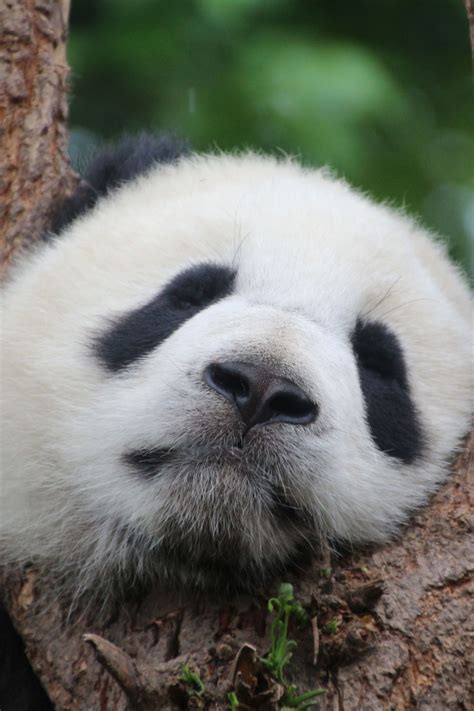 Panda Live Cam From China Panda Little Panda Panda Bear