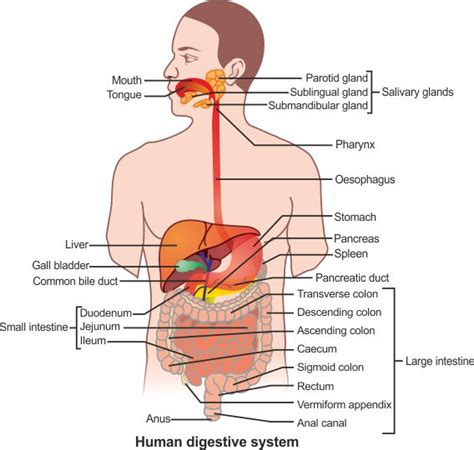 The Human Digestive System Digestive Tract Or Alimentary Canal With