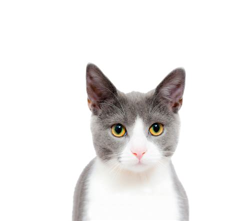 Cat Cute Png Image Purepng Free Transparent Cc0 Png Image Library